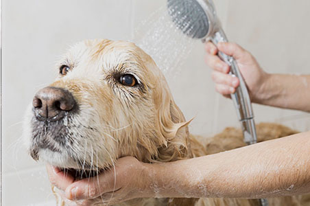 The Importance of Mobile Pet Grooming